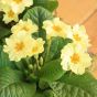 Primrose Planter  NOT IN USE  