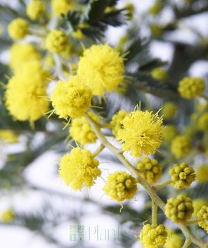 Giant Acacia