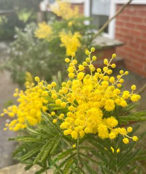 Acacia flowers