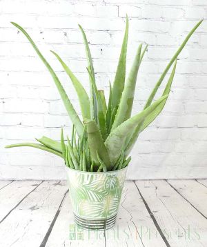 Large aloe