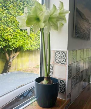 Giant white amaryllis