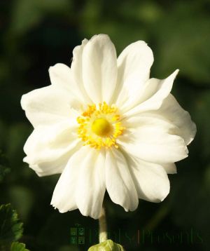Japanese Anemone 