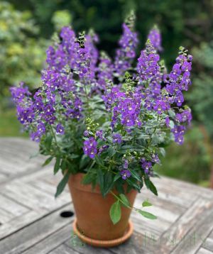 Angelonia in garden
