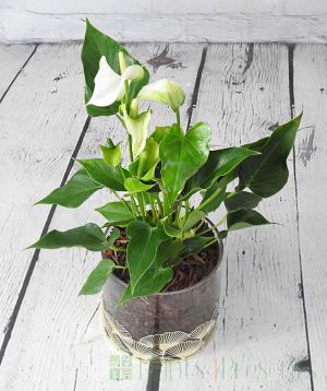 white anthurium