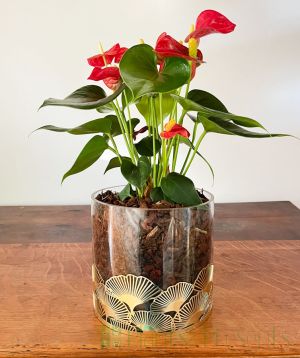 Anthurium Christmas