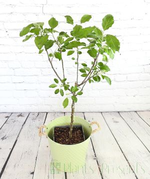 Patio apple tree 