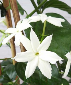 Arabian Jasmine Close Up