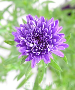 Close up of Michaelmas daisy flower