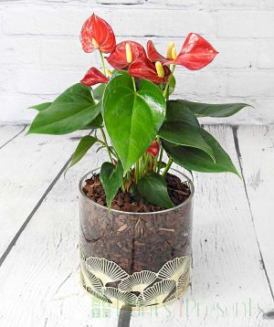 Red Christmas Anthurium