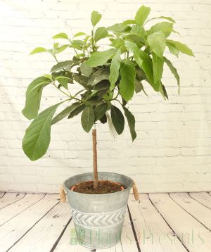 1m+ tall Avocado