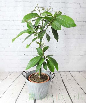 Grafted avocado plant