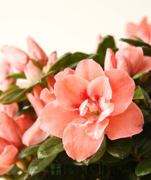 Christmas Azalea Pyramid