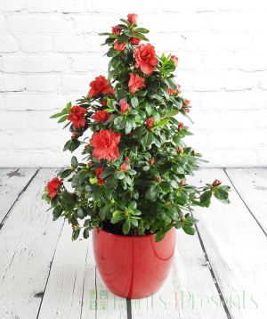 Red Festive azalea pyramid