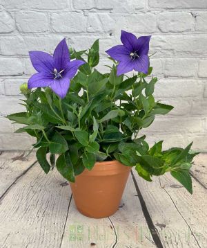 Blue Balloon flower
