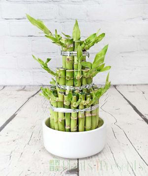 Lucky Bamboo in white ceramic pot