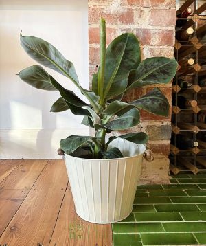 Banana Plant 2025