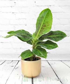 Banana Plant in gold ceramic pot