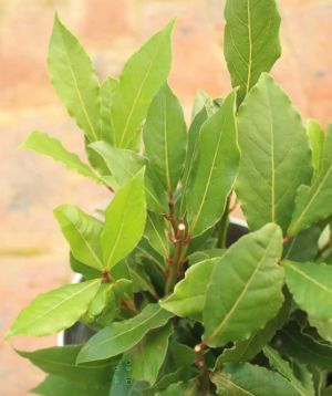 Bay Leaf Close up