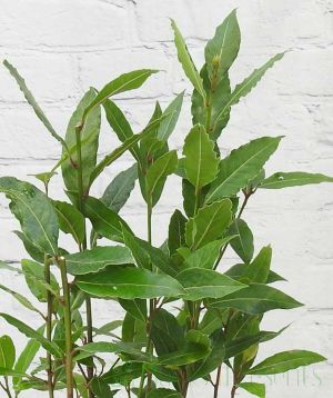Bay Leaf Close up