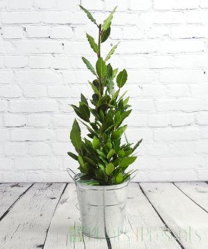 Bay pyramid in metal pail