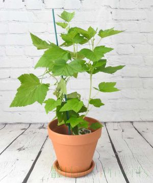 Blackcurrant in spring