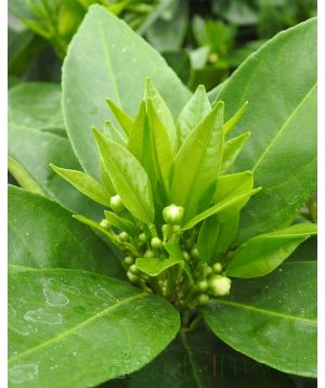 Blood orange, new foliage and flower buds