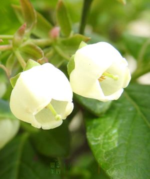 Flowers in spring