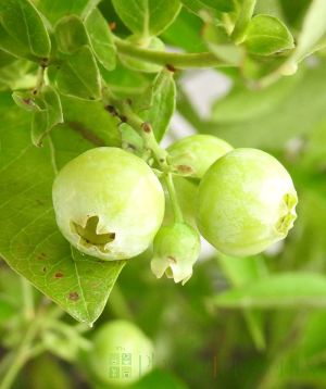 Ripening blueberries