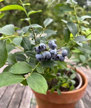 Close up of young  blueberries