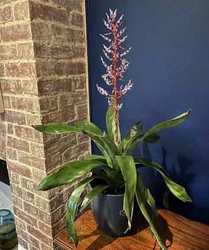 Blue Rain Bromelia in Purple Ceramic pot