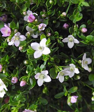 flowers and buds close up