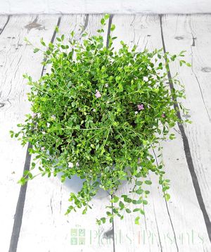 autumn boronia