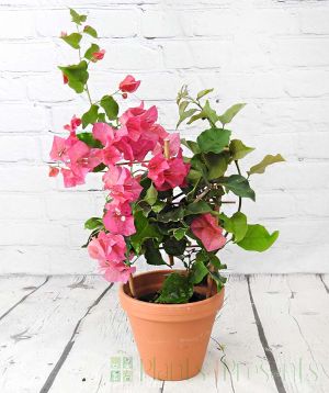 Bougainvillea trellis