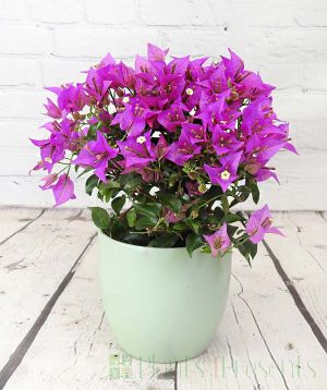 Bougainvillea bush