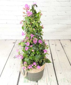 New Season Bougainvillea pyramid