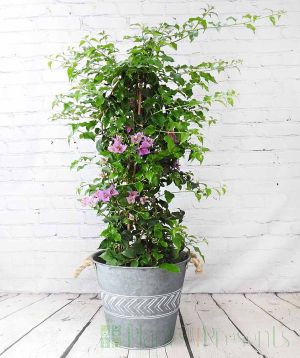 Giant bougainvillea November