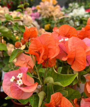 Bougainvillea trellis orange