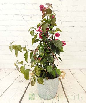 Large Pink Bougainvillea Pyramid