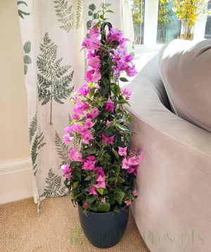 New Season Bougainvillea pyramid