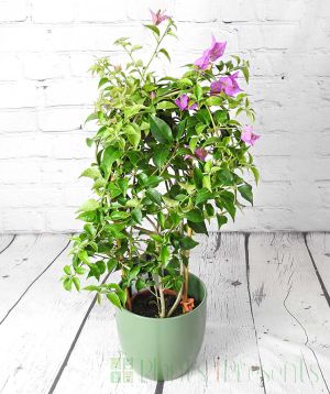 Bougainvillea