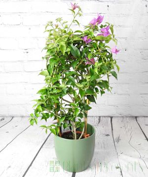 Bougainvillea trellis