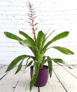 Blue Rain Bromelia in Purple Ceramic pot