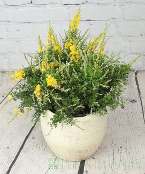 Flowering Broom or Genista in a cream ceramic pot