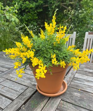 Flowering Broom