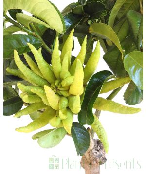 Buddhas hand Citrus medica fruits