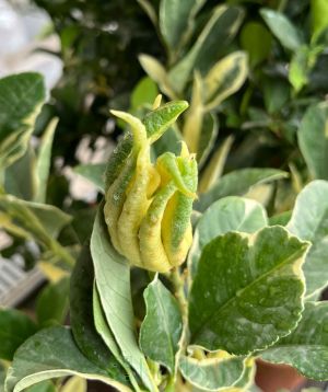 Variegated Buddhas Hand