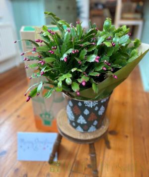 Christmas Cactus