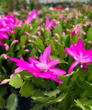 Christmas Cactus