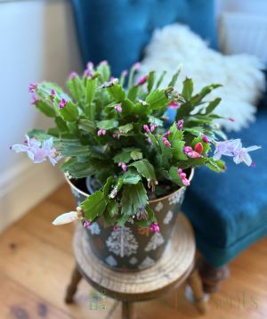 Christmas Cactus