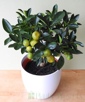 Calamondin tree